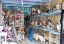 Ayuntamiento clausura negocio por maltrato animal