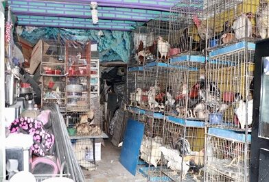 Ayuntamiento clausura negocio por maltrato animal