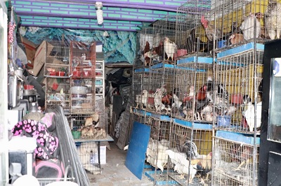 Ayuntamiento clausura negocio por maltrato animal