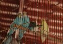 Gobierno de la Capital refuerza operativos para proteger a los animales