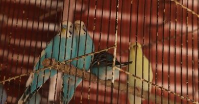 Gobierno de la Capital refuerza operativos para proteger a los animales