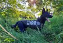 Con Honores , Autoridades despiden “Drako” luego de ocho años de servicio en  la Unidad Canina de la GCE