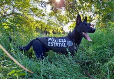 Con Honores , Autoridades despiden “Drako” luego de ocho años de servicio en  la Unidad Canina de la GCE