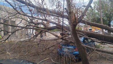 Protección Civil Municipal atiende caída de árbol en el Centro Histórico
