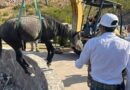 Gobierno Estatal rescata a equino atrapado en el Pedregal