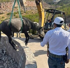 Gobierno Estatal rescata a equino atrapado en el Pedregal