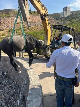 Gobierno Estatal rescata a equino atrapado en el Pedregal