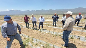 Estado responde a daños por granizada en el Altiplano