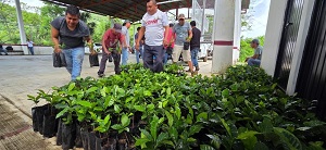 Más apoyo Estatal a cafetaleros en la Huasteca